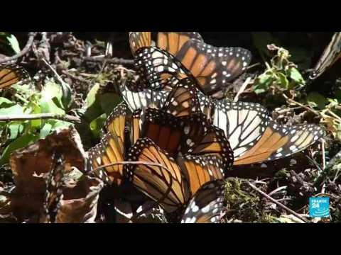 Biodiversity: Migratory monarch butterflies list as endangered species