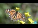 Mexique : préserver les papillons monarques, coûte que coûte