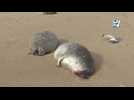 2500 phoques ont été retrouvés morts sur les côtes russes