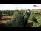 Belgique: le coût de production du sapin de Noël a augmenté de 20 %