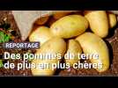 Ces très chères pommes de terre