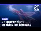 Japon : Des plongeurs filment un calamar géant en pleine mer