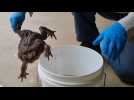 Australie: découverte d'un crapaud buffle géant de 2,7 kg