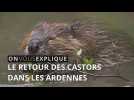 Le retour des castors dans les Ardennes