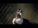 Chili: rendre à la vie sauvage des condors nés en captivité
