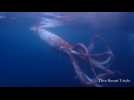 Japan divers capture rare footage of live giant squid