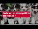 VIDÉO. Quels sont les chiens préférés des Français ?