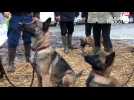 VIDÉO. À Carhaix, un week-end de concours canin pour départager les meilleurs chiens