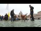 Rome : bénédiction pour les animaux à l'occasion de la Saint Antoine