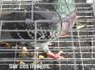 La villes d'Asnières poursuivie pour « acte de cruauté » envers des pigeons