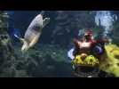 Nouvel An lunaire: danse du lion sous-marine dans un aquarium malaisien