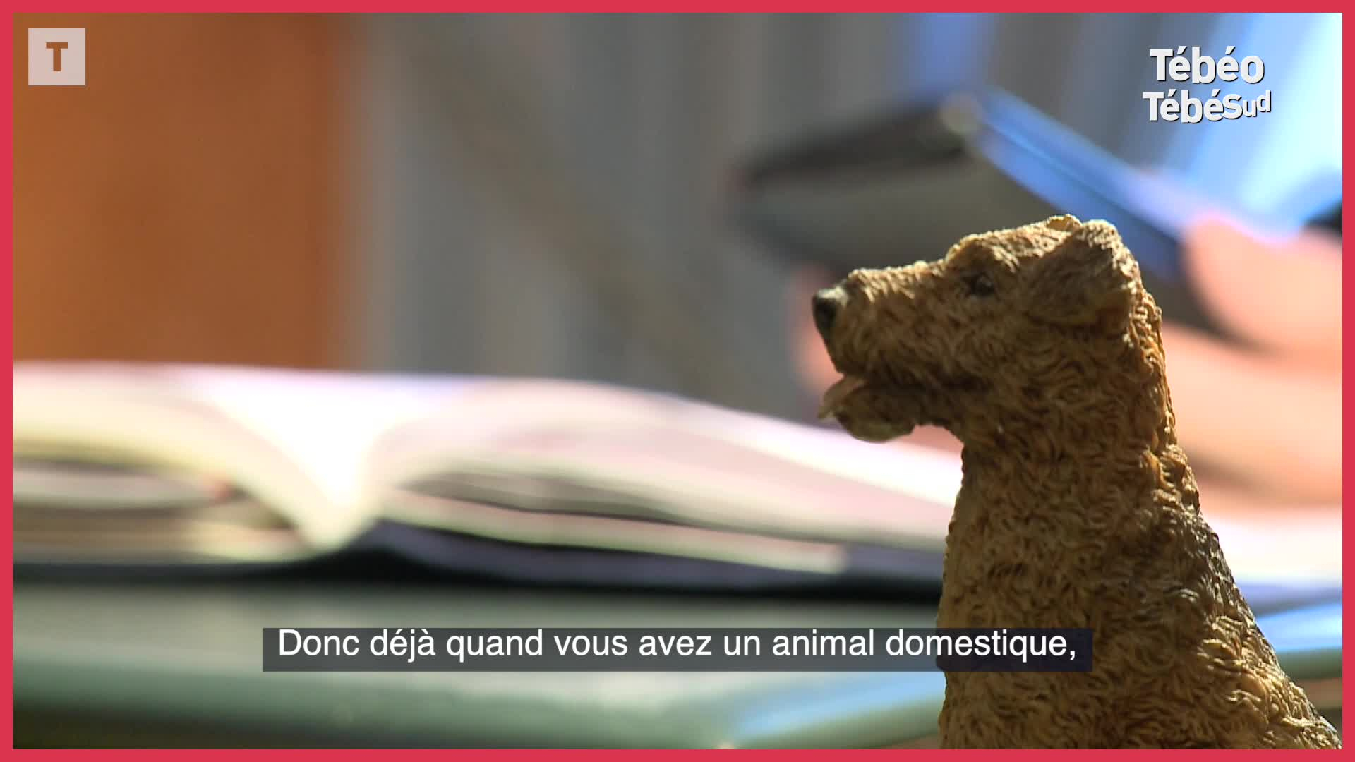 Blue Monday à Lorient moins déprimant avec des animaux  (Le Télégramme)