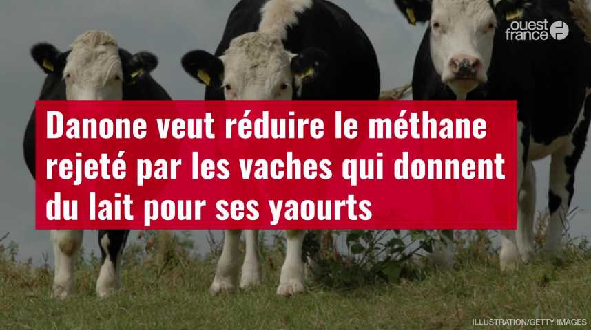 150 euros par vache » : une nouvelle mesure de défiscalisation pour les  éleveurs bovins - Le Parisien