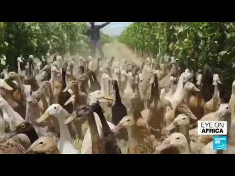 Ducks replace pesticides at South Africa vineyard