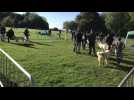 Des chiens de berger au parc d'Olhain