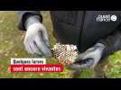 VIDÉO. En Maine-et-Loire, un imposant nid de frelons asiatiques détruit à l'aide d'une nacelle