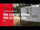 VIDEO. Dans les Côtes-d'Armor, le camping dévasté par les sangliers