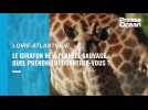 Naissance d'un girafon en Loire-Atlantique : choisissez le prénom du nouveau-né !