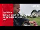VIDEO. Le safran, l'or rouge de Guérande