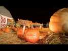 Incroyables citrouilles