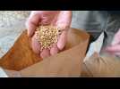Près de Rouen, l'association Triticum sème le blé ancien pour nourrir l'avenir