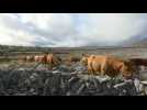 Winterage: The rural Irish custom to protect farmers' animals