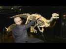 Zéphyr, iguanodon du Jurassique supérieur, en vente aux enchères à Paris