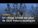 Pas-de-Calais : un village du Ternois envahi par plus de 5000 frelons asiatiques