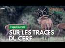 Passion Nature : sur les traces du cerf