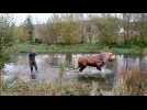 Un cheval dans la Bresle