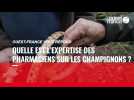 VIDÉO. Quelle est l'expertise des pharmaciens sur les champignons ?