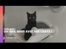 Un bar, mais avec des chats !