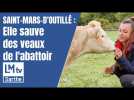 Saint-Mars-d'outillé : elle sauve des veaux de l'abattoir