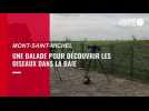 VIDÉO. Une balade dans la baie du Mont-Saint-Michel pour découvrir les oiseaux