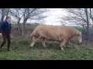 A Etaimpuis, Oscar, un taureau charolais, sélectionné pour le Salon de l'agriculture