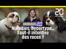 Animaux 2.0 : Carlin, bulldog français, cavalier king charles, la France doit-elle interdire leur élevage ?