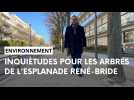Réaménagement de l'esplanade René-Bride à Reims : les arbres préservés