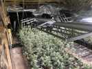2000 pieds de cannabis découverts à Dallon dans un hangar, sur la place du village