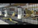 Arques : aviculture, les oiseaux dans la peau