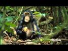 Chimpanzee - Oscar's Chimp Diaries Part 1 | HD