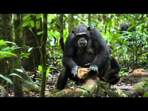 Chimpanzee - Oscar's Chimp Diaries Part 2 | HD