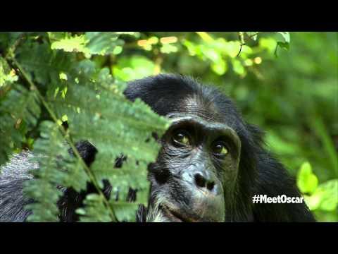 Chimpanzee - Oscar's Chimp Diaries Part 6 | HD
