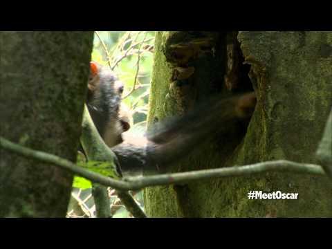 Chimpanzee - Oscar's Chimp Diaries Part 5 | HD