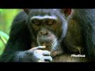 Chimpanzee - Oscar's Chimp Diaries Part 4 | HD