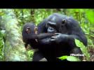 Chimpanzee - Oscar's Chimp Diaries Part 3 | HD