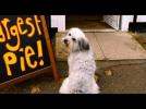 Pudsey The Dog: The Movie - He's Got The Love! [Vertigo Films] [HD]