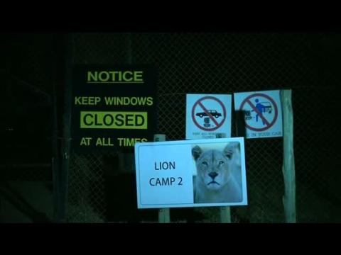 Lion mauls American tourist to death in South African park