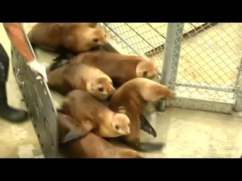 Sea lions injured in chlorine attack return to ocean