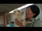 Chinese woman is dogs' best friend
