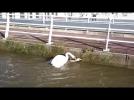 Watch video of An Incredible Fight Of Swans , Filmed On The Seine , A Few Meters Of Office Pratiks ! We Returned The Shoot Initiation Videos Canoeing In Levallois- Perret, When This ... - Incredible battle of swans on the Seine - France - Label : Pratiks EN -